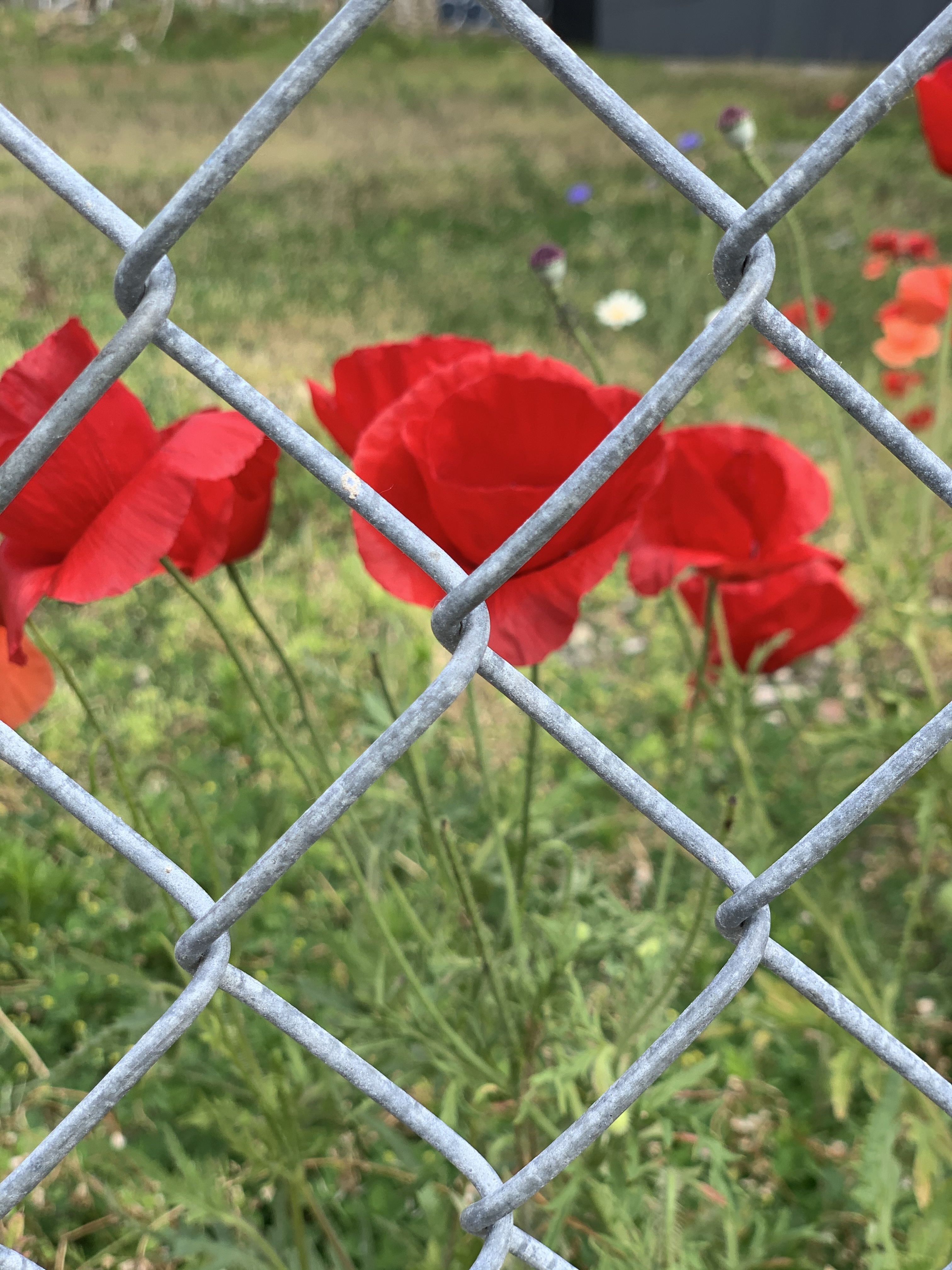 NYC in green: con Cinzia a Inwood